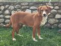 Carli IHR Herz ber�hren - Mischlingshunde - Bild 3