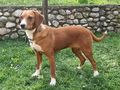 Carli IHR Herz ber�hren - Mischlingshunde - Bild 4