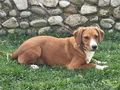 Carli IHR Herz ber�hren - Mischlingshunde - Bild 5