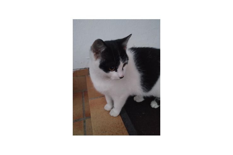 Haus Katze - Mischlingskatzen - Bild 1