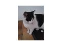 Haus Katze - Mischlingskatzen - Bild 1