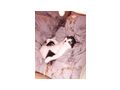 Haus Katze - Mischlingskatzen - Bild 2