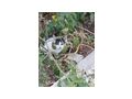 Haus Katze - Mischlingskatzen - Bild 3