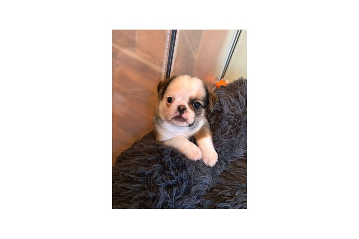 Mops Welpen - Rassehunde - Bild 1