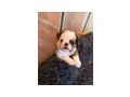 Mops Welpen - Rassehunde - Bild 1