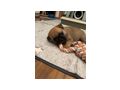 Mops Welpen - Rassehunde - Bild 2