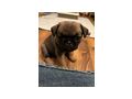Mops Welpen - Rassehunde - Bild 3