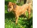 Rose IHNEN ankommen - Mischlingshunde - Bild 2