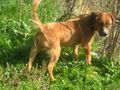 Rose IHNEN ankommen - Mischlingshunde - Bild 7