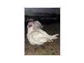 Pute - H�hner & Puten - Bild 2