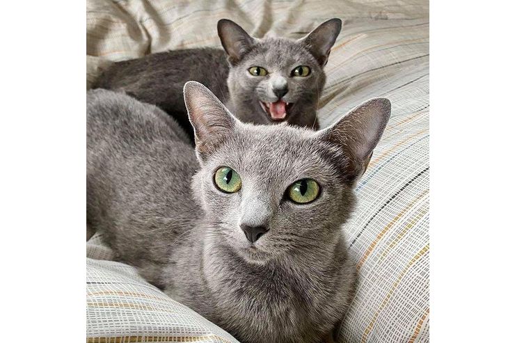 Russisch blue Katzen verkaufen - Mischlingskatzen - Bild 1