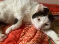 Lilo NOTFALL �sterreich - Mischlingskatzen - Bild 1
