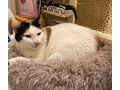 Lilo NOTFALL �sterreich - Mischlingskatzen - Bild 2
