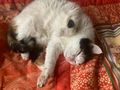 Lilo NOTFALL �sterreich - Mischlingskatzen - Bild 3