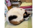 Lilo NOTFALL �sterreich - Mischlingskatzen - Bild 6