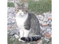 Liebhaberischer Kater Kuschelpartner - Mischlingskatzen - Bild 1