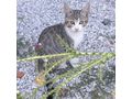 Liebhaberischer Kater Kuschelpartner - Mischlingskatzen - Bild 2
