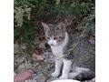 Liebhaberischer Kater Kuschelpartner - Mischlingskatzen - Bild 3