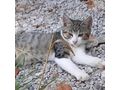 Liebhaberischer Kater Kuschelpartner - Mischlingskatzen - Bild 4