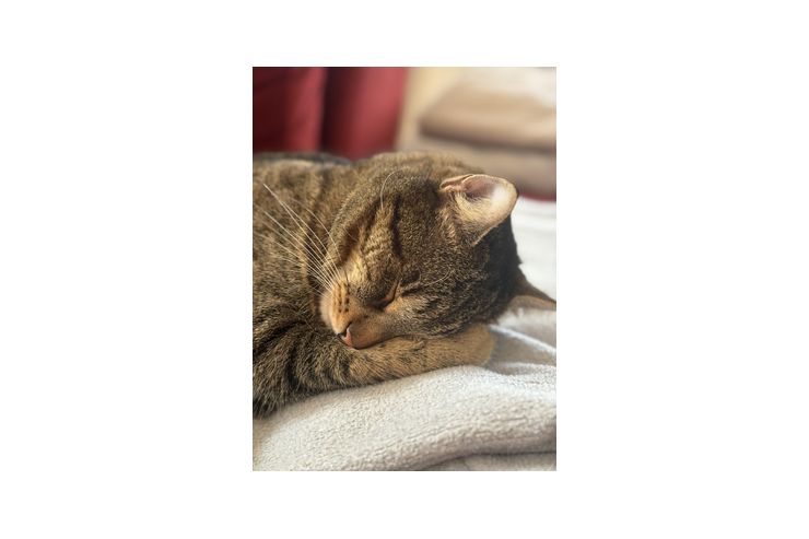 Kater verschenken - Mischlingskatzen - Bild 1