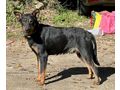 Rixie wartet SEINE Familie - Mischlingshunde - Bild 4