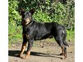 Rixie wartet SEINE Familie - Mischlingshunde - Bild 2