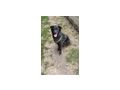 Luna NOTFALL �sterreich - Mischlingshunde - Bild 2