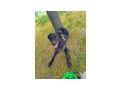 Luna NOTFALL �sterreich - Mischlingshunde - Bild 3