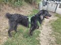 Luna NOTFALL �sterreich - Mischlingshunde - Bild 4