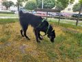 Luna NOTFALL �sterreich - Mischlingshunde - Bild 5