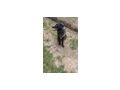 Luna NOTFALL �sterreich - Mischlingshunde - Bild 6
