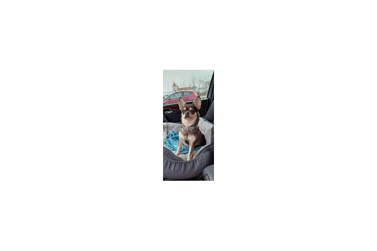 Chihuahua - Weitere Kleintiere - Bild 1