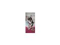 Chihuahua - Weitere Kleintiere - Bild 5