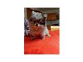 S��e Pomeranian Zwergspitzwelpen verkaufen - Rassehunde - Bild 2