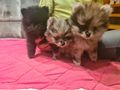 S��e Pomeranian Zwergspitzwelpen verkaufen - Rassehunde - Bild 5