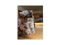 S��e Pomeranian Zwergspitzwelpen verkaufen - Rassehunde - Bild 1