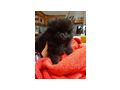 S��e Pomeranian Zwergspitzwelpen verkaufen - Rassehunde - Bild 3