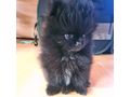 S��e Pomeranian Zwergspitzwelpen verkaufen - Rassehunde - Bild 4