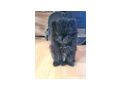 S��e Pomeranian Zwergspitzwelpen verkaufen - Rassehunde - Bild 9