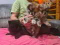 S��e Pomeranian Zwergspitzwelpen verkaufen - Rassehunde - Bild 6