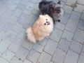 S��e Pomeranian Zwergspitzwelpen verkaufen - Rassehunde - Bild 7