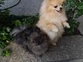 S��e Pomeranian Zwergspitzwelpen verkaufen - Rassehunde - Bild 8