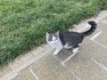 K�tzchen Milli - Mischlingskatzen - Bild 1