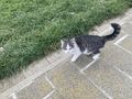 K�tzchen Milli - Mischlingskatzen - Bild 2
