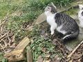 K�tzchen Milli - Mischlingskatzen - Bild 3
