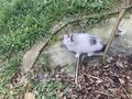 K�tzchen Sussi - Mischlingskatzen - Bild 2