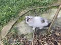 K�tzchen Sussi - Mischlingskatzen - Bild 3