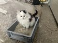 K�tzchen Sussi - Mischlingskatzen - Bild 1