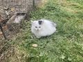 K�tzchen emma - Mischlingskatzen - Bild 1