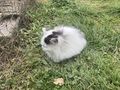 K�tzchen emma - Mischlingskatzen - Bild 2